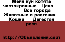 Мейн-кун котята чистокровные › Цена ­ 25 000 - Все города Животные и растения » Кошки   . Дагестан респ.